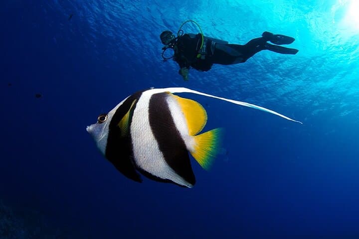 Tahiti Double Dive: Explore Reefs, Turtles & Rays on a Certified Dive Adventure photo 4