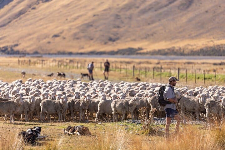 Exploring Cass Valley: 4WD Wilderness Tour from Lake Tekapo photo 3