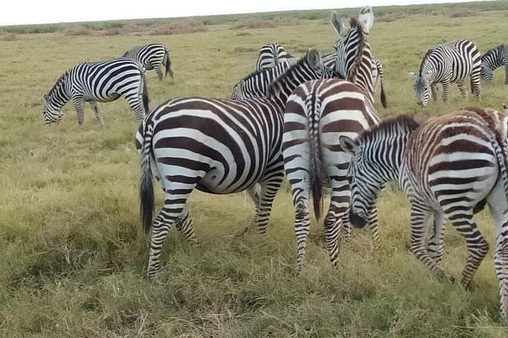 3-Day Taita Hills & Amboseli Safari: Saltlick Lodge Wildlife Experience photo 3