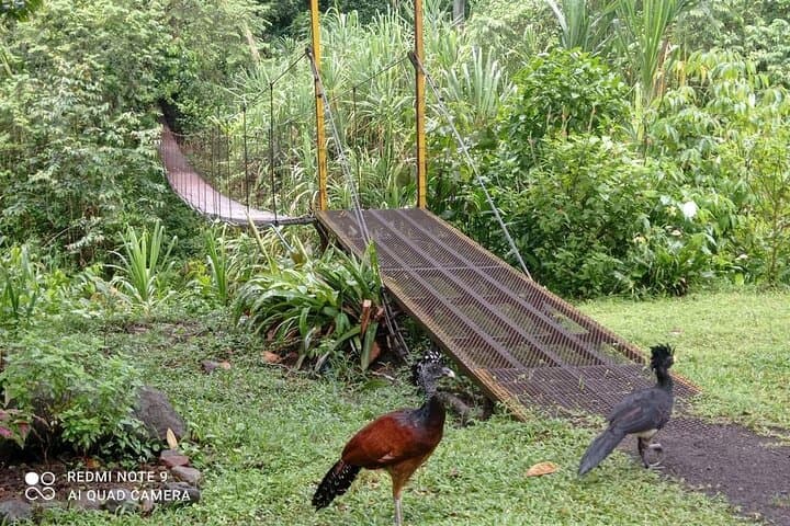 Arenal Volcano Hike: Walk the 1992 Lava Flows from La Fortuna photo 4