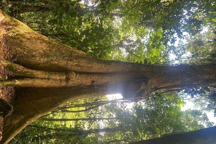 Arenal Volcano Hike: Walk the 1992 Lava Flows from La Fortuna photo 5