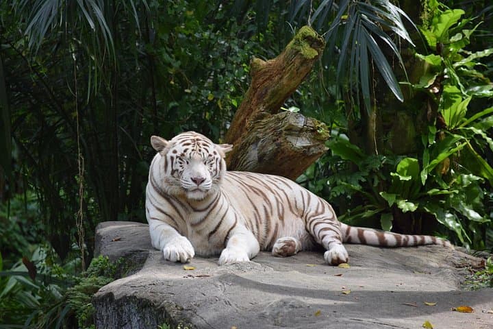 Singapore Zoo and Night Safari Day Tour with Tickets and Transfer photo 3