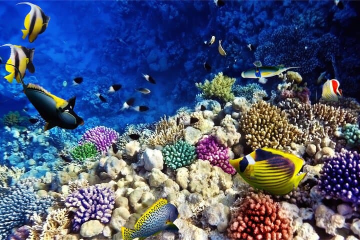 Hurghada Full-Day Boat Trip: Snorkel Giftun, Fish, See Dolphins & Buffet Lunch photo 5