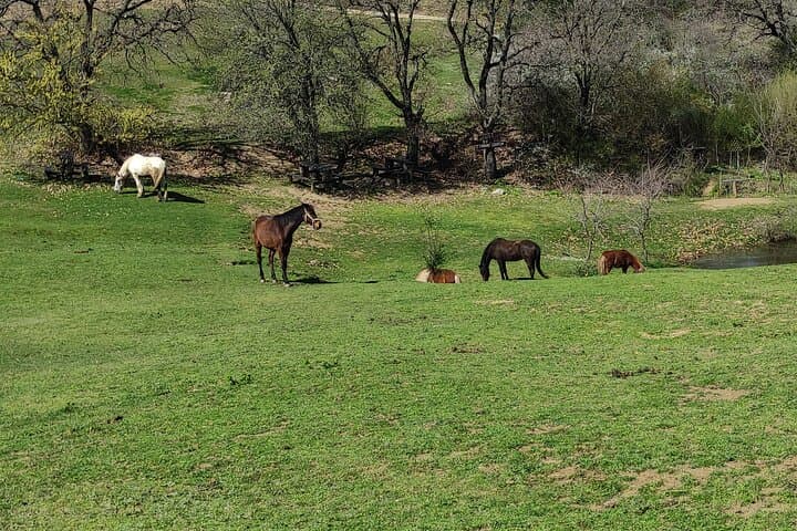 Half-Day Horseback Riding and Farm Experience Near Thessaloniki photo 4