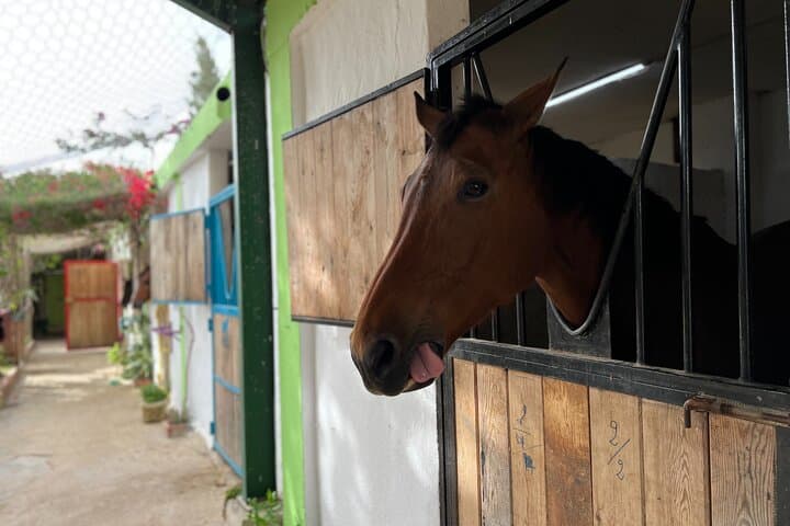 Horseback Riding with Private Transfer in Monastir: Beach & Countryside Ride photo 5