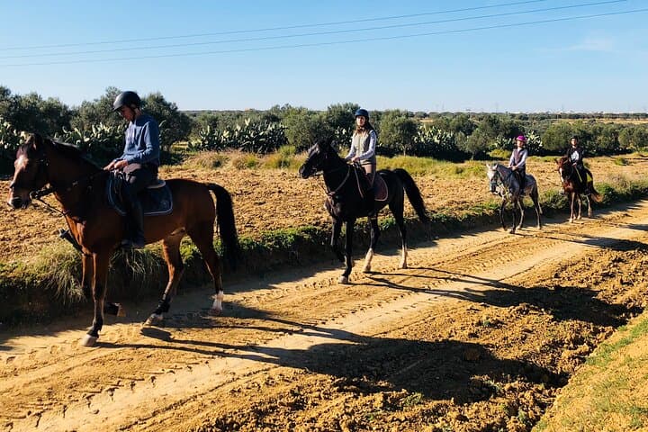Horseback Riding with Private Transfer in Monastir: Beach & Countryside Ride photo 2