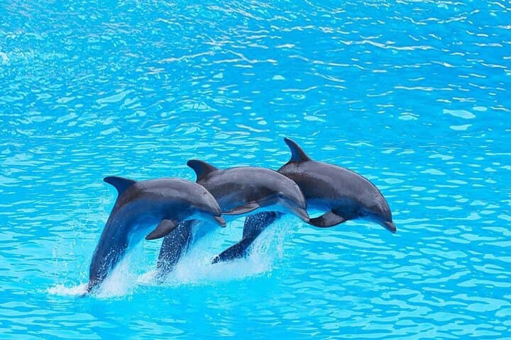 Half-Day Snorkeling & Dolphin Encounter in Hurghada's Red Sea photo 4