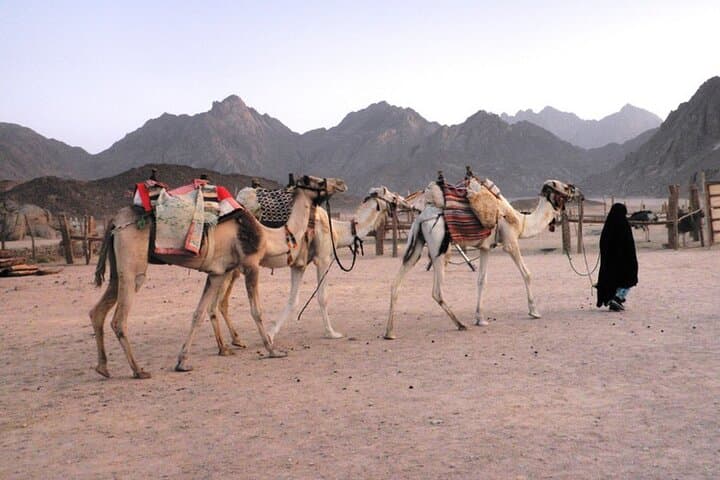 Hurghada Desert Safari: Quad Bike, Camel Ride & Bedouin Dinner photo 4