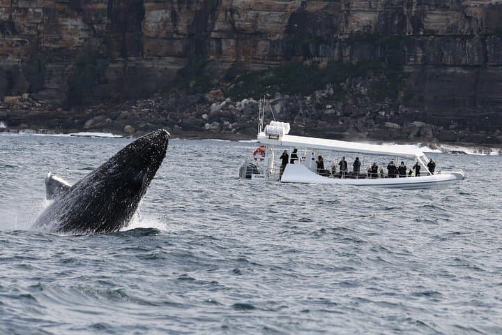 Sydney Speed-Boat Whale Watching: Fast-Track Humpback Encounters photo 2
