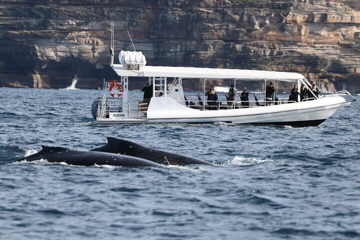 Sydney Speed-Boat Whale Watching: Fast-Track Humpback Encounters photo 4
