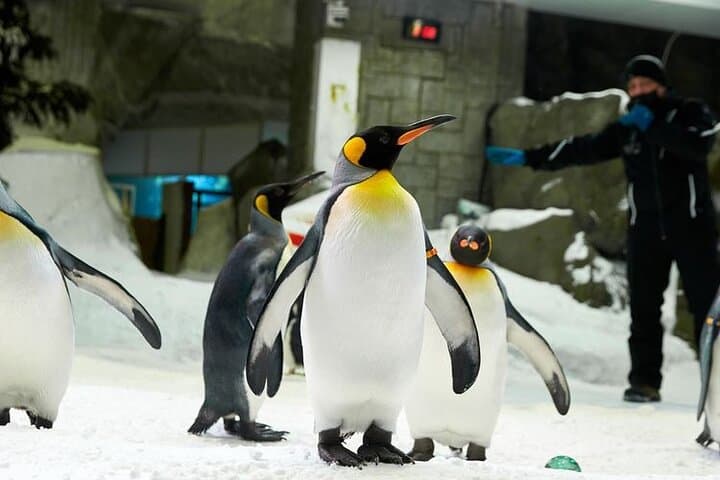 Ski Dubai: Indoor Snow Park, Slopes & Penguin Encounters in Mall of the Emirates photo 3