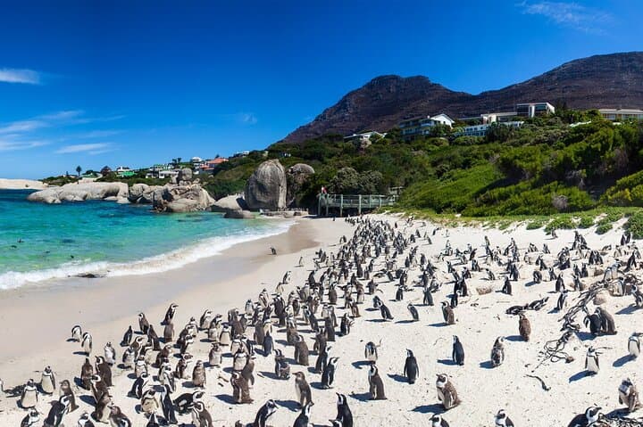 Full-Day Cape Peninsula Tour: Cape Point, Boulders Beach & Chapman's Peak photo 2