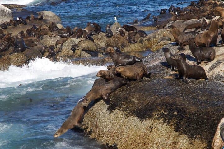 Full-Day Cape Peninsula Tour: Cape Point, Boulders Beach & Chapman's Peak photo 4