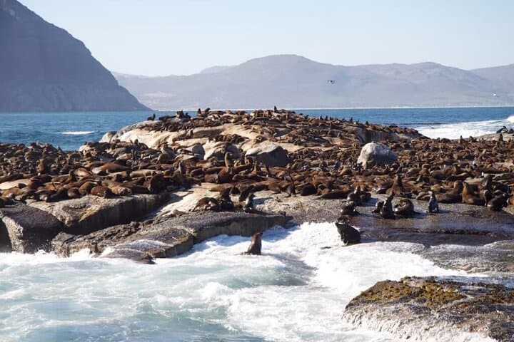 Full-Day Cape Peninsula Tour: Cape Point, Boulders Beach & Chapman's Peak photo 5