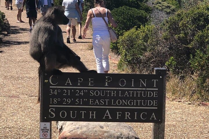 Private Tour to Cape Point & Penguins: Chapman's Peak Drive from Cape Town photo 6