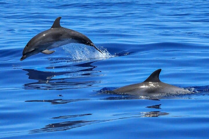 Lisbon Dolphin-Watching Cruise: Tagus to the Atlantic for Marine Encounters