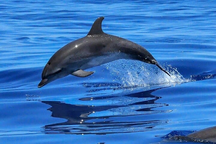 Lisbon Dolphin-Watching Cruise: Tagus to the Atlantic for Marine Encounters photo 2
