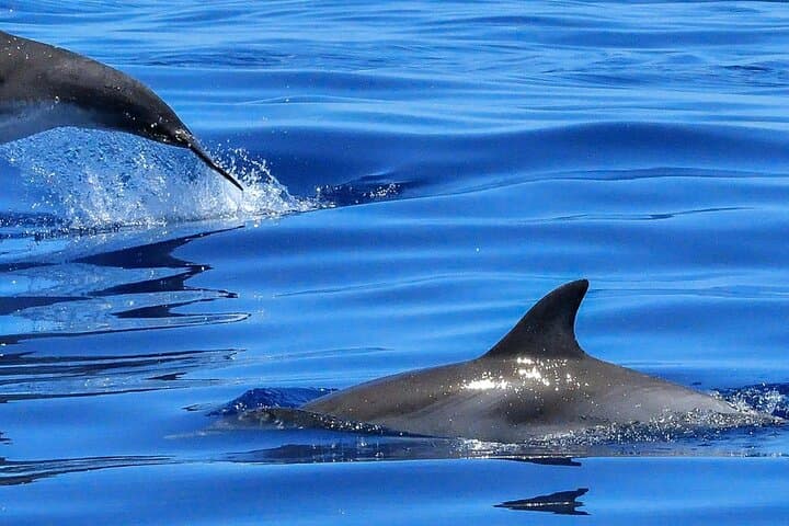 Lisbon Dolphin-Watching Cruise: Tagus to the Atlantic for Marine Encounters photo 3