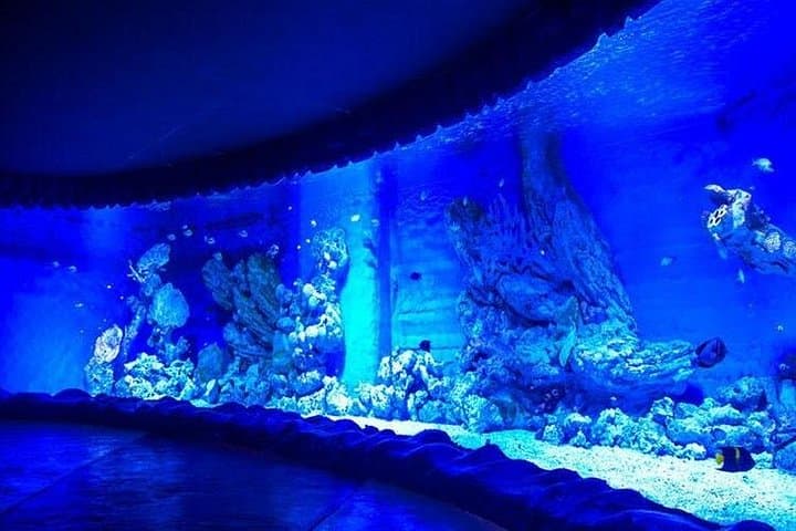 Hurghada Grand Aquarium Skip-the-Line Tickets — Red Sea Marine Life Experience photo 3