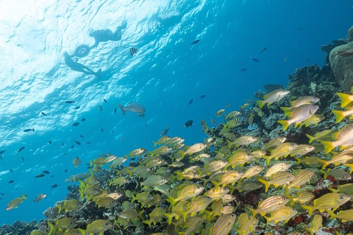 Snorkel MUSA and Manchones Reef: Isla Mujeres Underwater Sculpture Safari