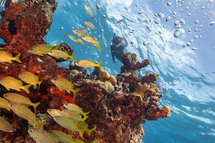 Snorkel MUSA and Manchones Reef: Isla Mujeres Underwater Sculpture Safari photo 2