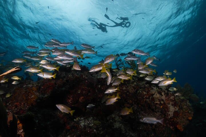 Snorkel MUSA and Manchones Reef: Isla Mujeres Underwater Sculpture Safari photo 3