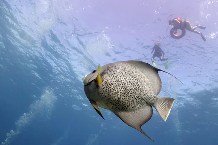 Snorkel MUSA and Manchones Reef: Isla Mujeres Underwater Sculpture Safari photo 5