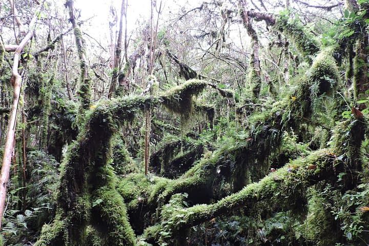 Alerce Andino: Hike to the Millennial Alerce (Las Chaicas Private Tour) photo 2