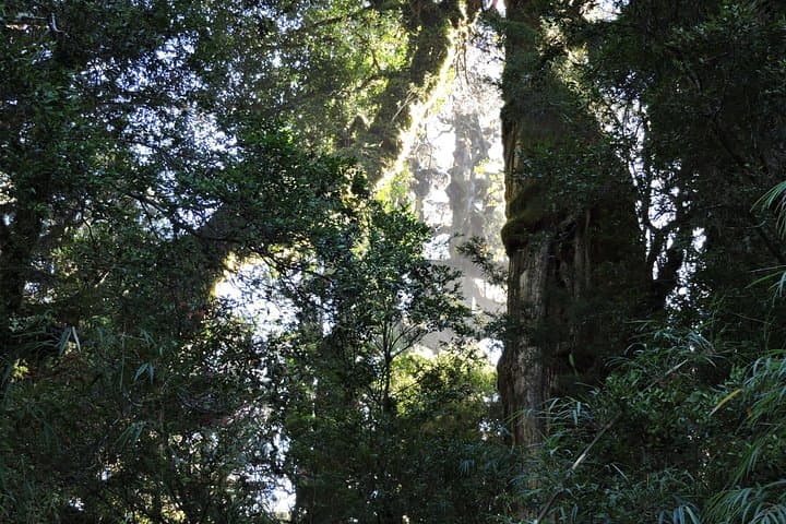 Alerce Andino: Hike to the Millennial Alerce (Las Chaicas Private Tour) photo 3