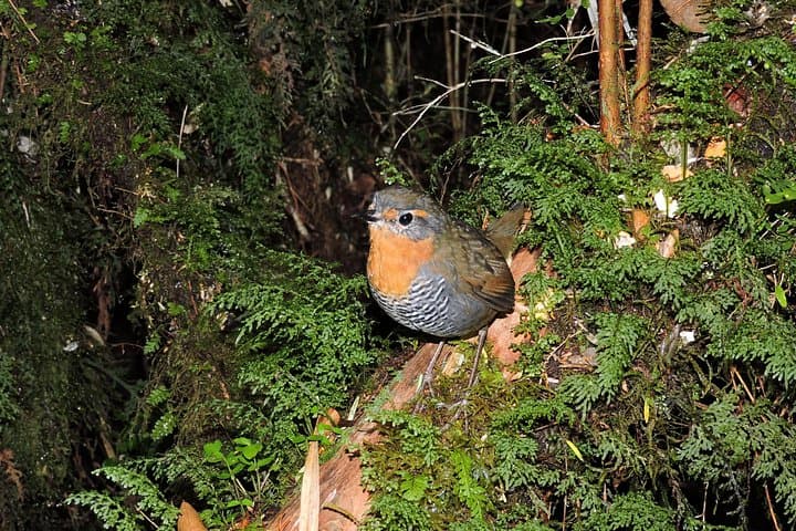 Alerce Andino: Hike to the Millennial Alerce (Las Chaicas Private Tour) photo 4