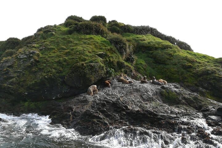 Chiloé Day Tour: Ancud and Puñihuil Penguin Viewing (Private) photo 2
