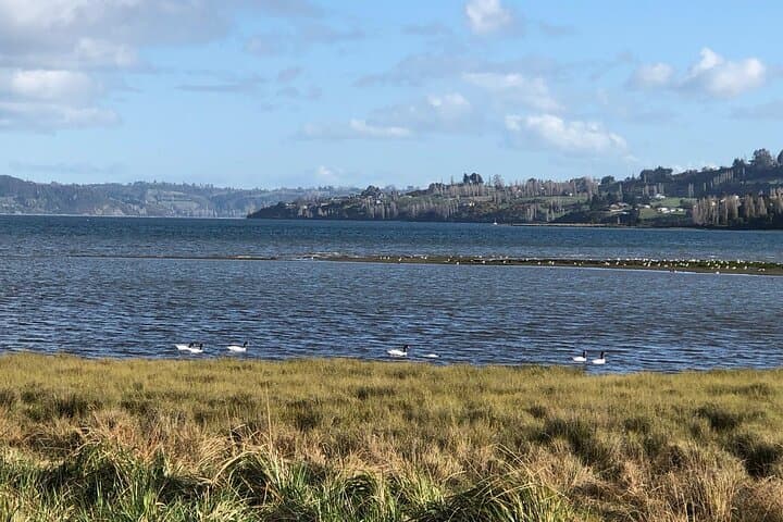 Chiloé Day Tour: Ancud and Puñihuil Penguin Viewing (Private) photo 3