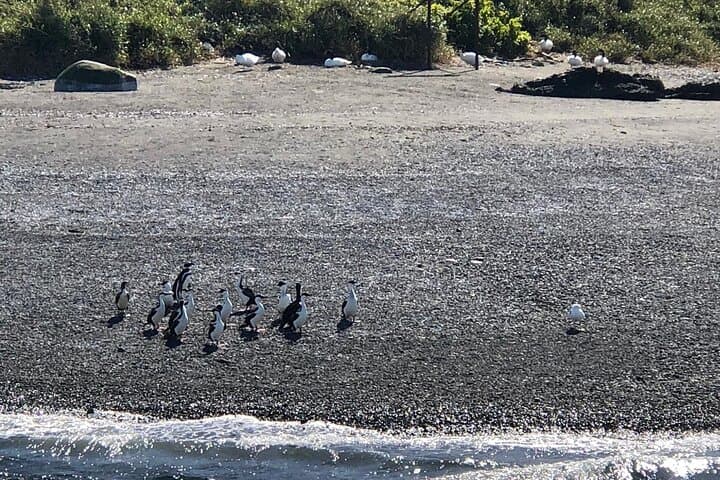 Chiloé Day Tour: Ancud and Puñihuil Penguin Viewing (Private)