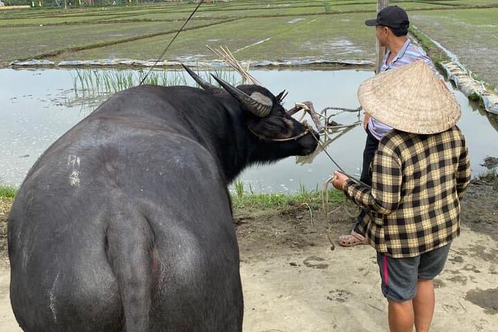 Cycling the Sunset Countryside of Hoi An: Buffalo Rides, Basket Boats & Home Cooking photo 6