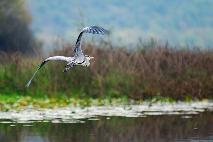 Skadar Lake Wine & Gastro Boat Tour — Private 7-Hour Experience from Kotor