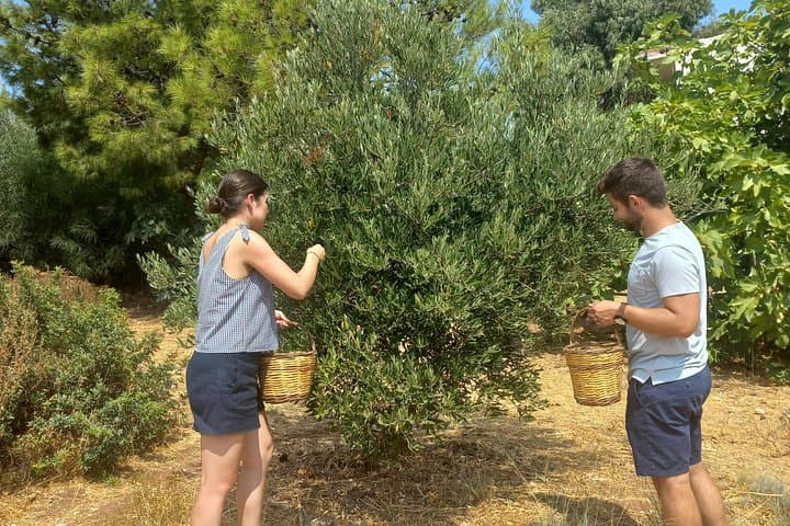 Discover the Secret World of Olives: Private Afantou Olive Grove Tour, Rhodes