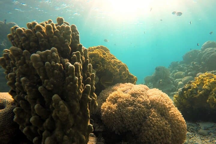 Private Scuba Diving in the Red Sea of Aqaba — Shore Dives & Wrecks photo 4