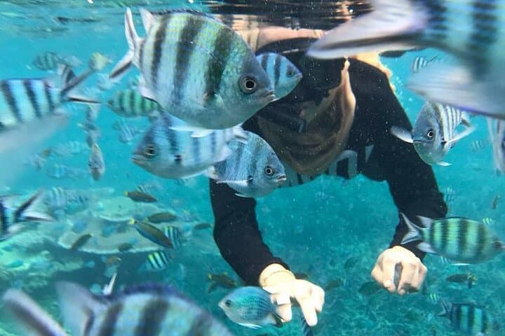 Tioman Waterfall and Snorkel: Asah Falls, Twin Peaks & Renggis Reef