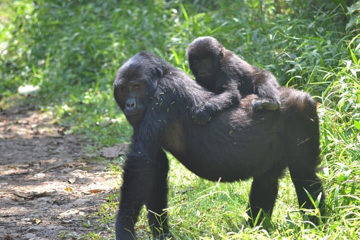 7-Day Uganda Classic: Gorilla Trekking, Chimps & Savanna Safaris photo 4