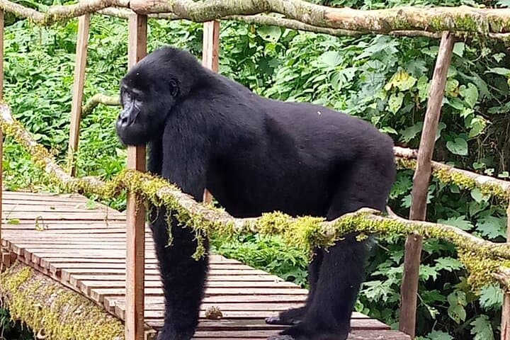 5-Day Uganda Primate & Gorilla Trekking Luxury Safari — Kibale to Bwindi photo 2
