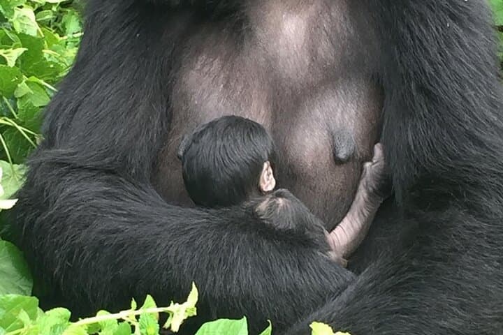 5-Day Uganda Primate & Gorilla Trekking Luxury Safari — Kibale to Bwindi photo 4