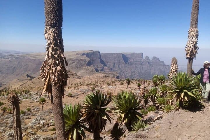 6-Day Trekking Simien Mountains: Ras Dashen Summit & High-Plateau Camps photo 4