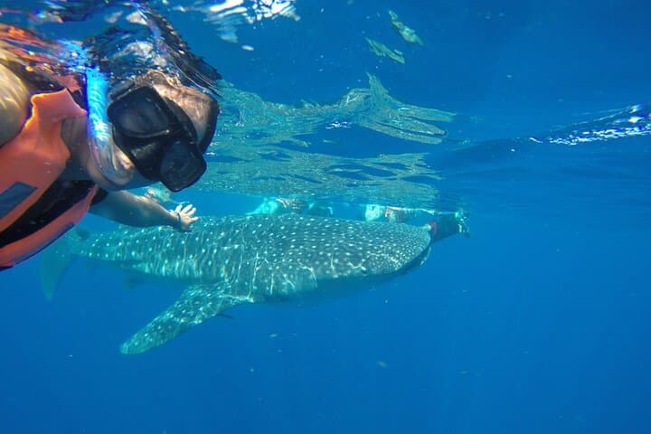 Snorkel with Whale Sharks from Cancun: Punta Sam to Contoy
