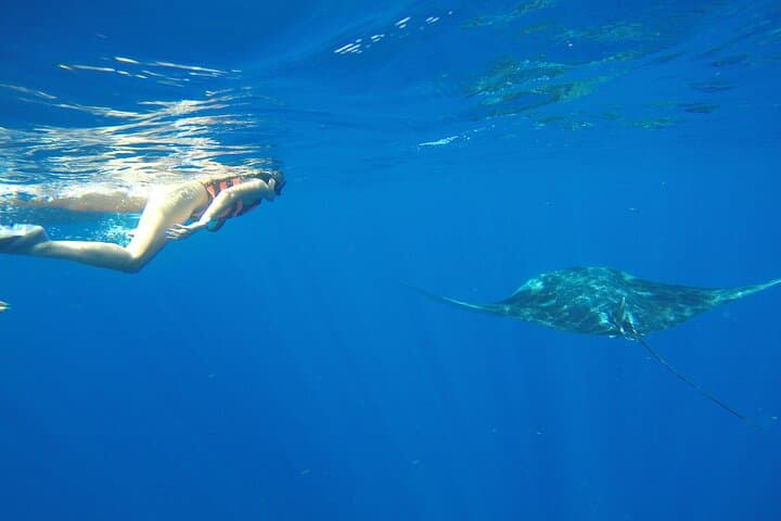 Snorkel with Whale Sharks from Cancun: Punta Sam to Contoy photo 2