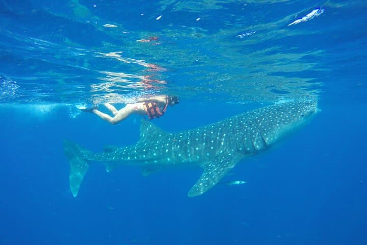 Snorkel with Whale Sharks from Cancun: Punta Sam to Contoy photo 3