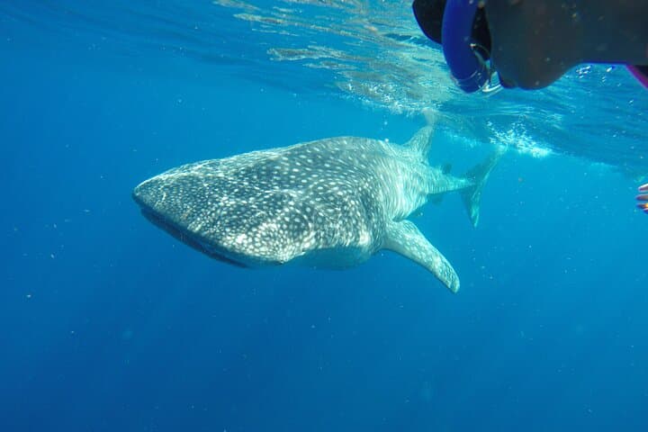 Snorkel with Whale Sharks from Cancun: Punta Sam to Contoy photo 4