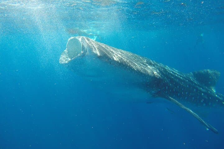 Snorkel with Whale Sharks from Cancun: Punta Sam to Contoy photo 6