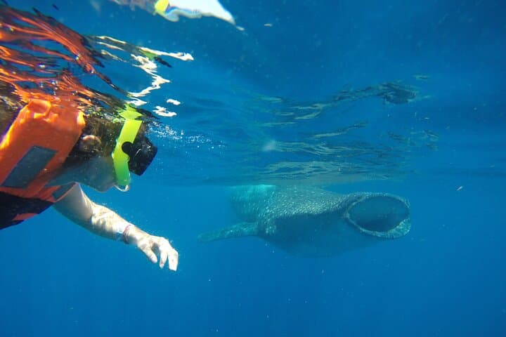 Snorkel with Whale Sharks from Cancun: Punta Sam to Contoy photo 5
