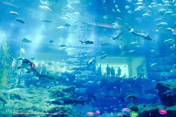 Lost Chamber Aquarium Dubai: Behind-the-Scenes Marine Encounters at Atlantis The Palm photo 2