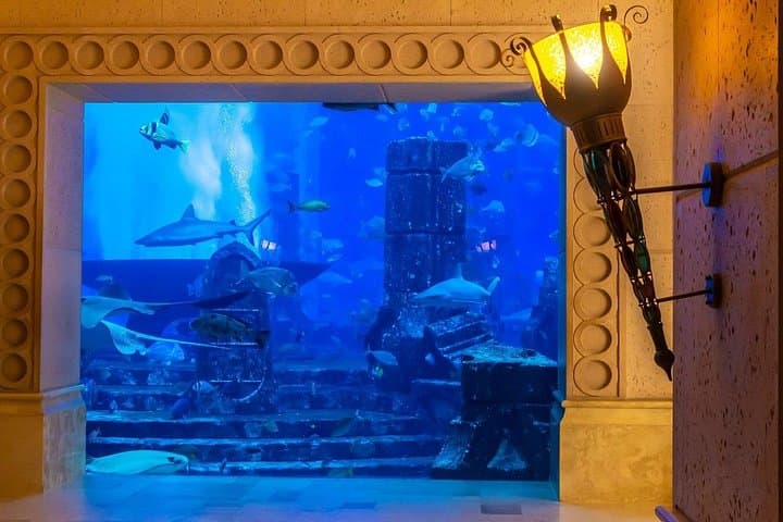 Lost Chamber Aquarium Dubai: Behind-the-Scenes Marine Encounters at Atlantis The Palm photo 3